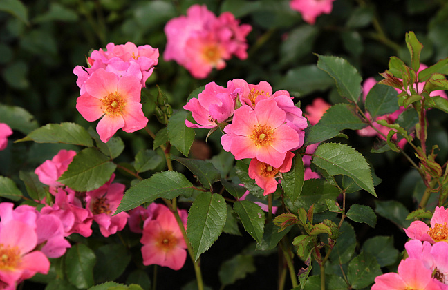 rosa giro d italia bokraruigi 26 