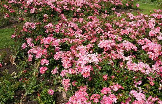 rosa giro d italia bokraruigi 36 floriade 2022