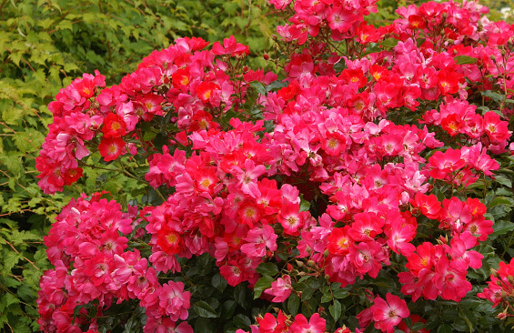 rosa marathon 02