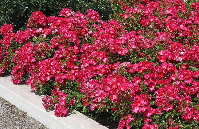 rosa marathon 32