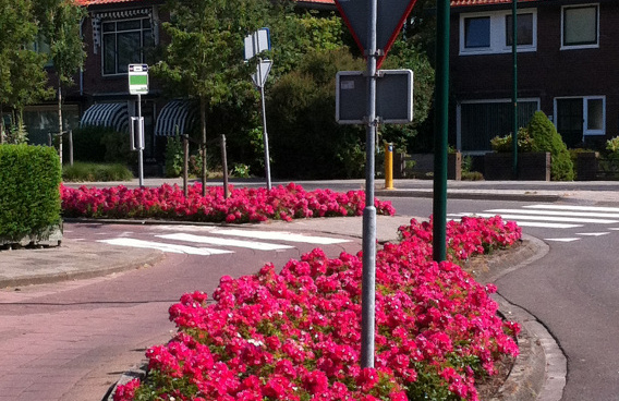 rosa marathon 45