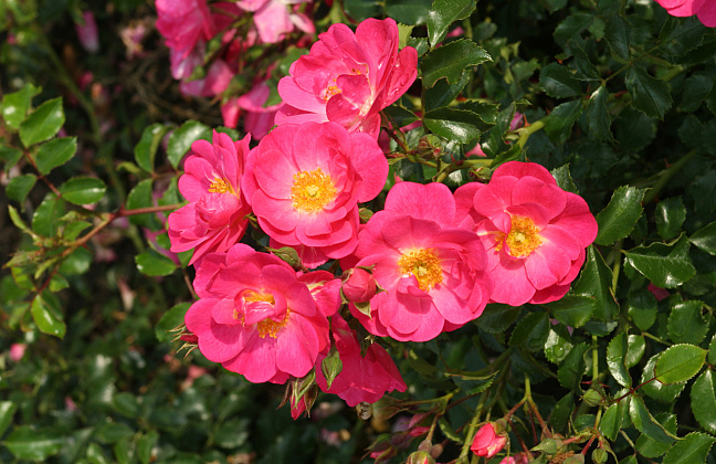 rosa marathon bokrathon 50 