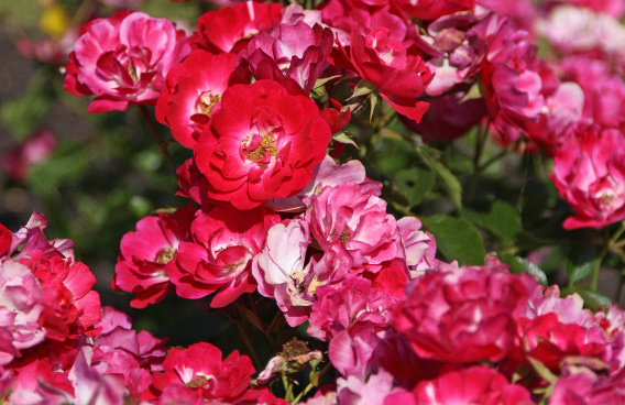 rosa matchpoint 27 a