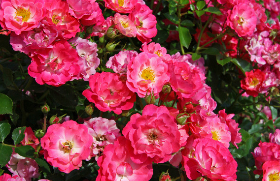 rosa matchpoint 29