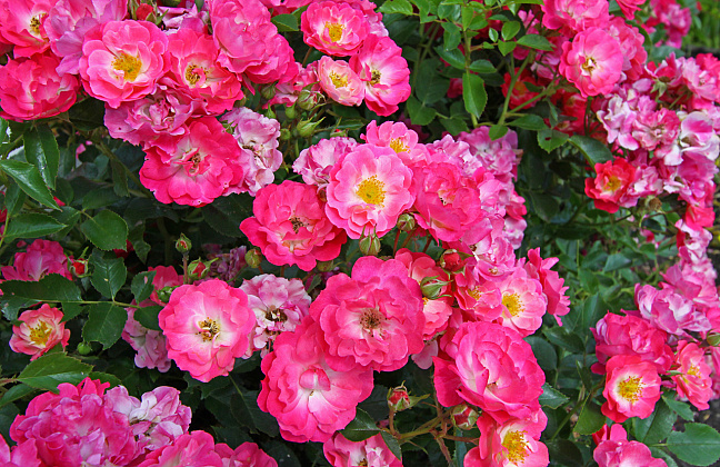 rosa matchpoint 30