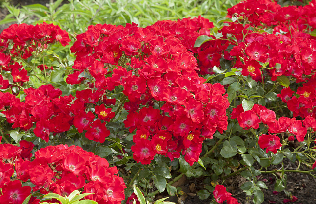 rosa rally 21