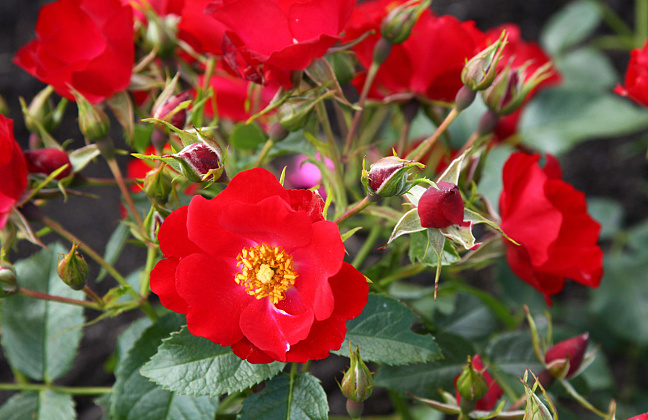 rosa rally 26