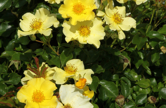 rosa roland garros 014