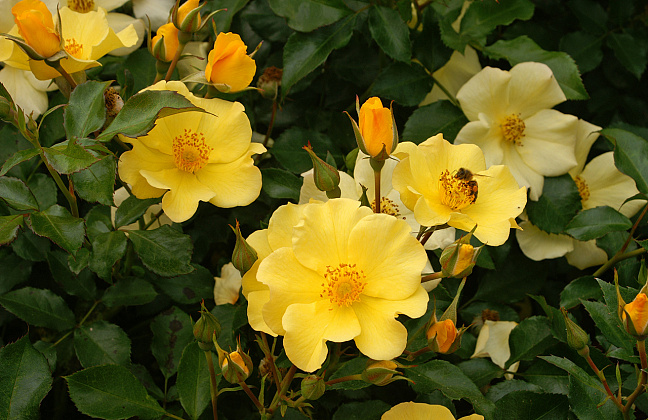 rosa roland garros 12
