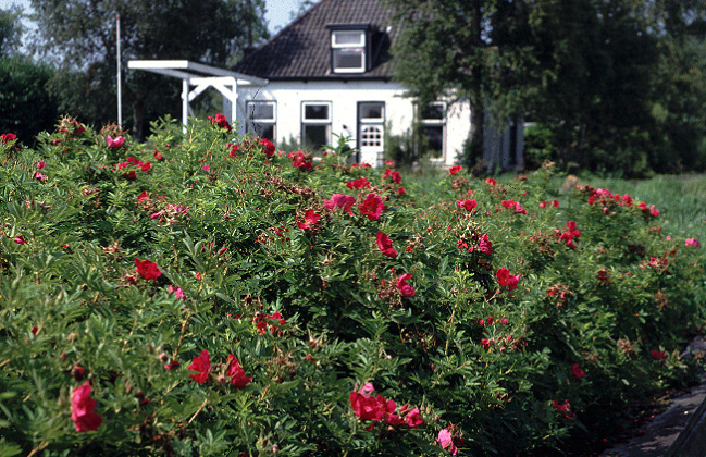rosa rote hannover bokrahan 02