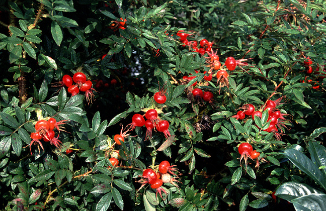 rosa rote hannover bokrahan 03