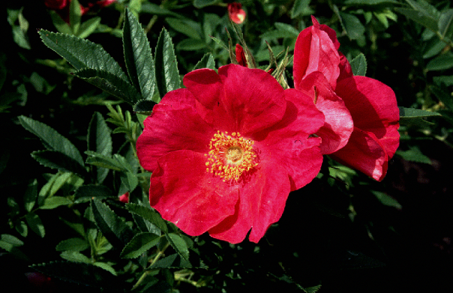 rosa rote hannover bokrahan 07