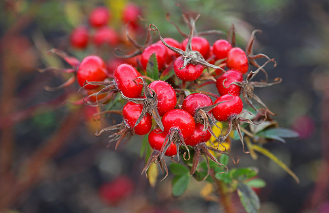 rosa rote hannover bokrahan 17 