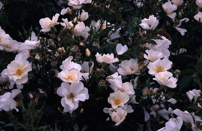 rosa rugby 15