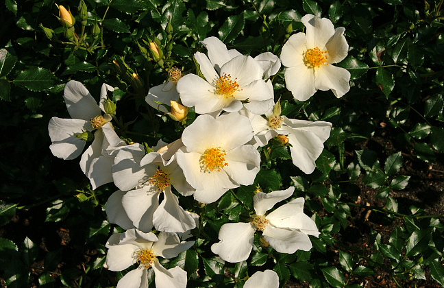 rosa rugby 26