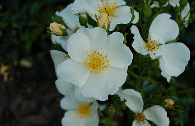 rosa rugby 37 rolde