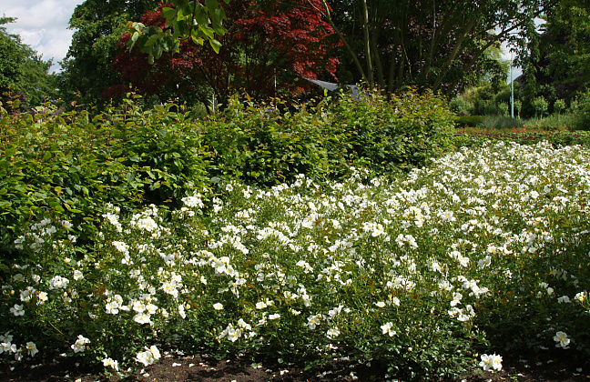 rosa rugby 41