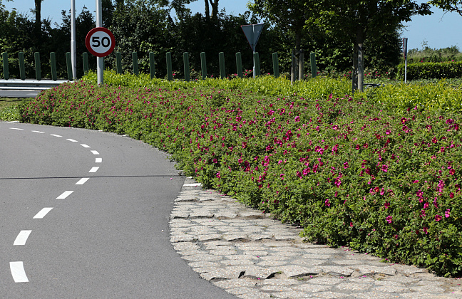 rosa short track 39
