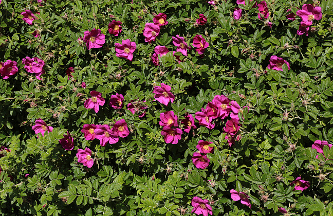 rosa short track 44
