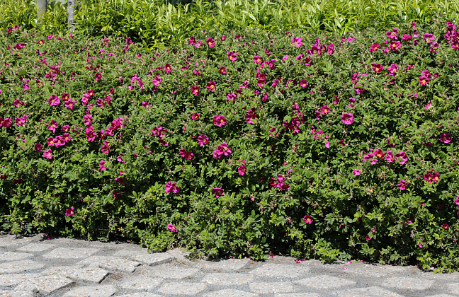 rosa short track 46