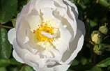 rosa spinnaker bokraruisp 05 klein vierkant