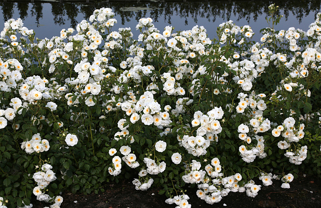rosa spinnaker bokraruisp 09 