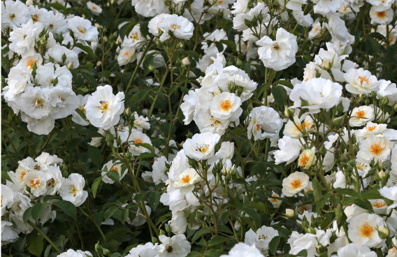 rosa spinnaker bokraruisp 12 