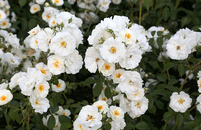 rosa spinnaker bokraruisp 15 