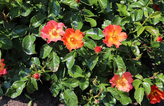 rosa vuelta a espa a boruiora 19 
