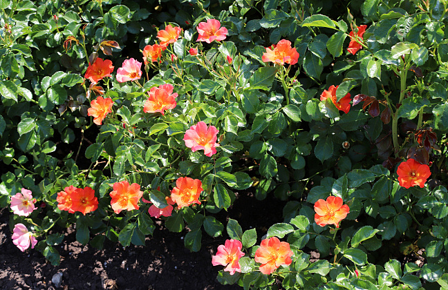 rosa vuelta a espa a boruiora 21 (1)
