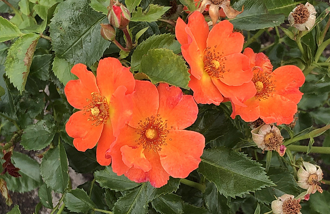 rosa vuelta a espa a boruiora 23 