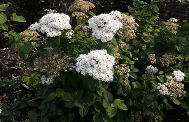 spiraea media dart s snowstorm darsnorm 01 