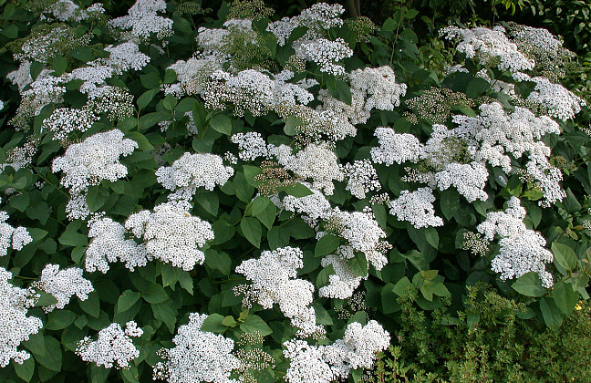 spiraea media dart s snowstorm darsnorm 50 