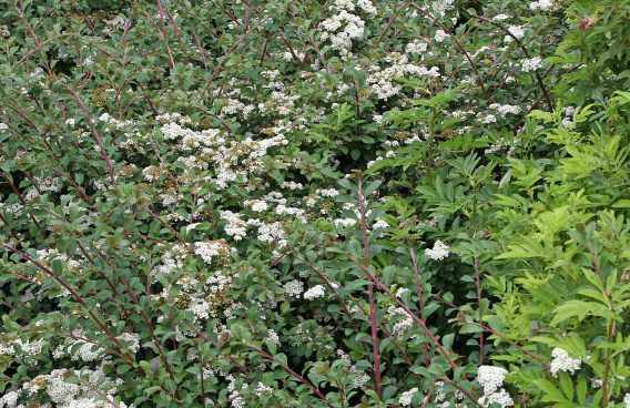 spiraea nipponica snow cover 05