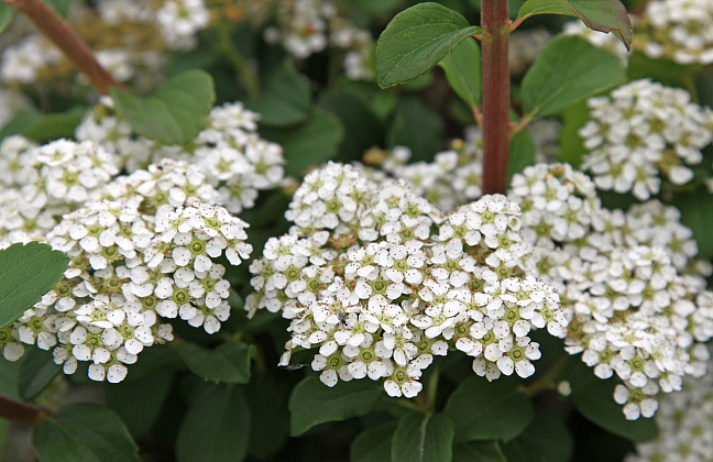 spiraea nipponica snow cover 08