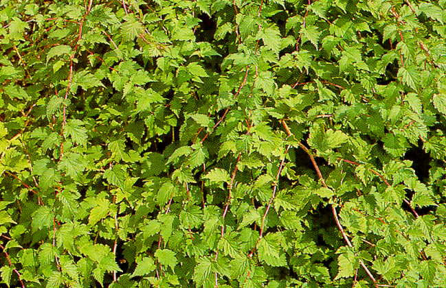 stephanandra oro verde 01 