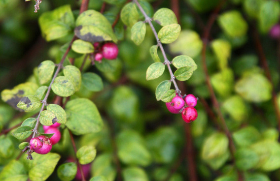 symphoricarpos chenaultii hancock low 13