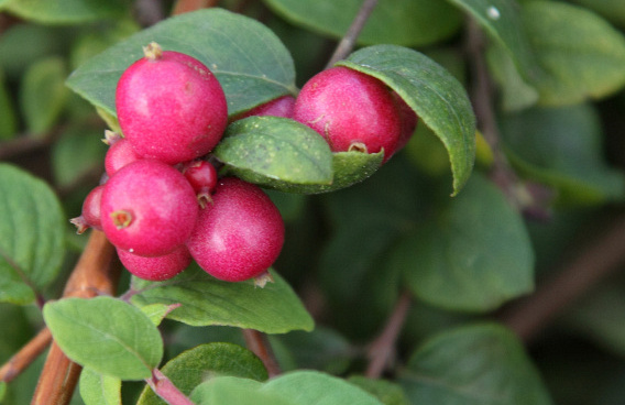 symphoricarpos chenaultii hancock low 15