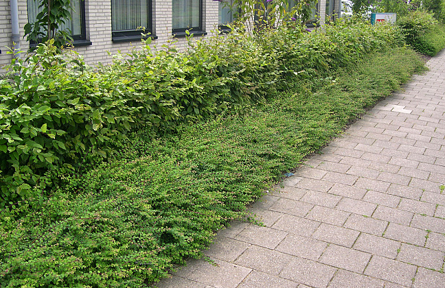 symphoricarpos chenaultii hancock low darhalo 50 
