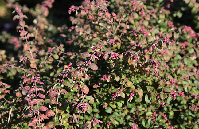 symphoricarpos hancock pearl bokohape 10 