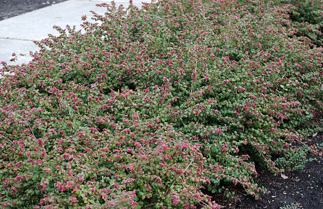 symphoricarpos hancock pearl bokohape 21 