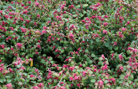 symphoricarpos hancock pearl bokohape 23 