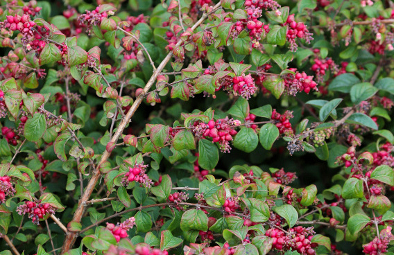 symphoricarpos chenaultii hancock pearl bokohape 21 