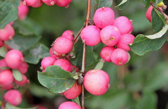 symphoricarpos pink blizzard kolmcan 10 
