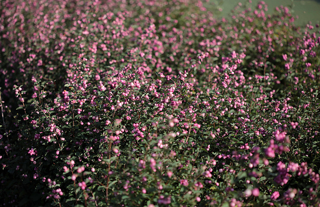 symphoricarpos pink blizzard kolmcan 11 