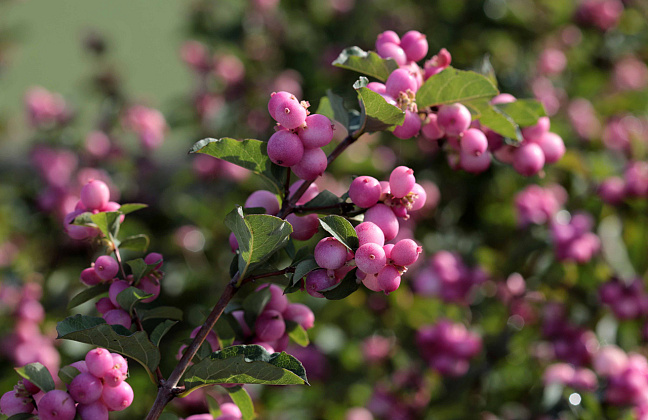 symphoricarpos pink blizzard kolmcan 12 