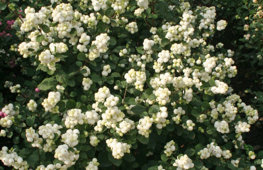 symphoricarpos snow blizzard kolmgala 01 