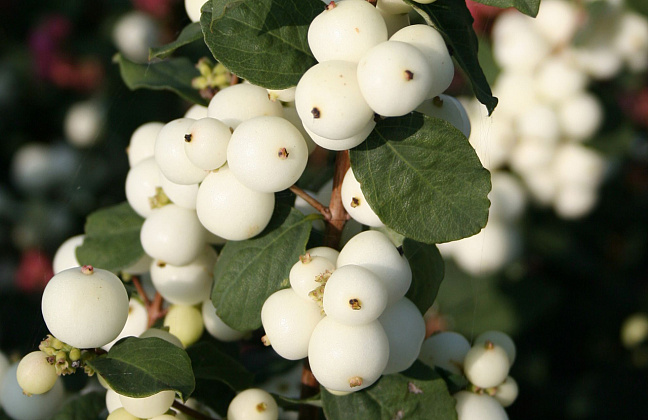 symphoricarpos snow blizzard kolmgala 03 