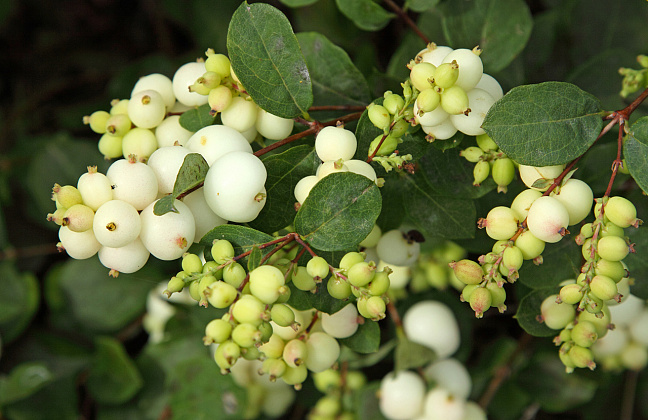 symphoricarpos snow blizzard kolmgala 04 