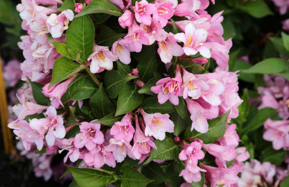 weigela bubblegum bocogum 02 